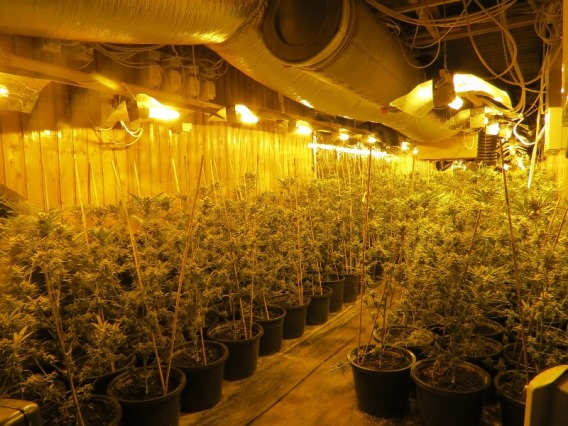 plantageraum2