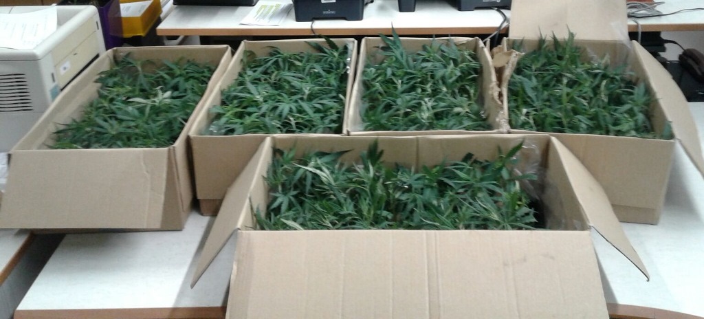 Kartons mit Cannabissetzlingen 