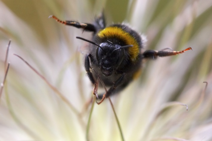 DeutscheWildtierStiftung.de