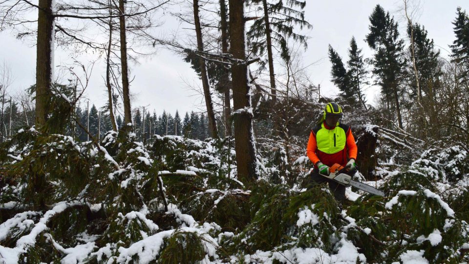 Foto: Landesbetrieb Wald und Holz / Jan Preller