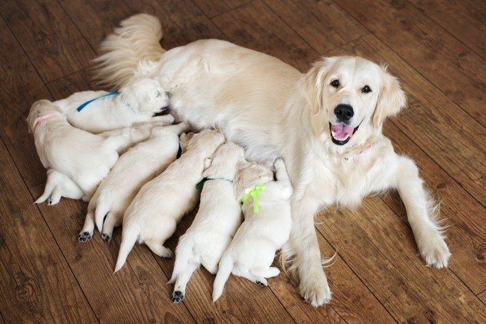 obs/Bundesverband für Tiergesundheit e.V./BfT/Shutterstock