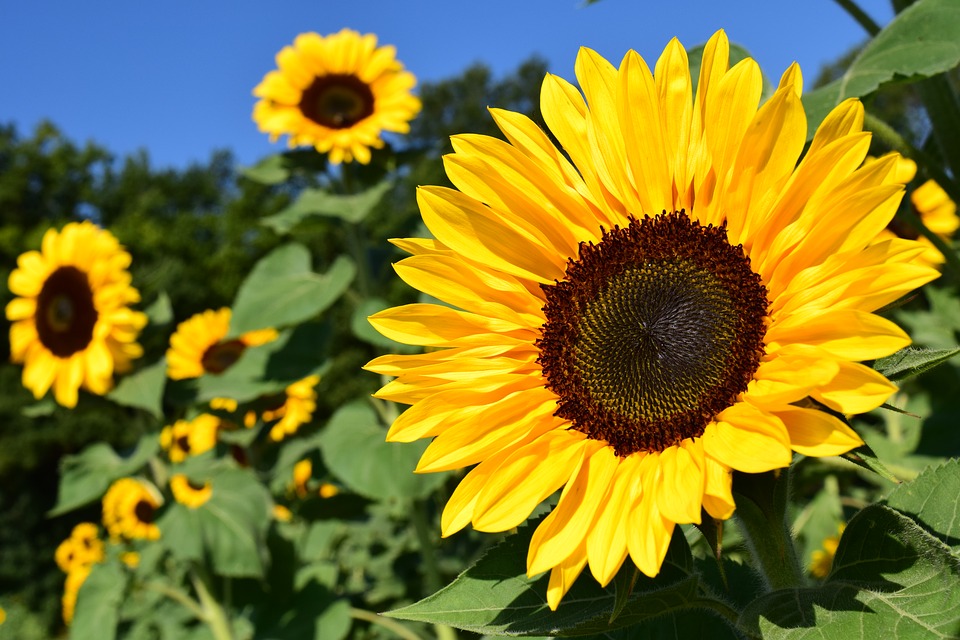 pixabay.com/de/users/ulleo-1834854/