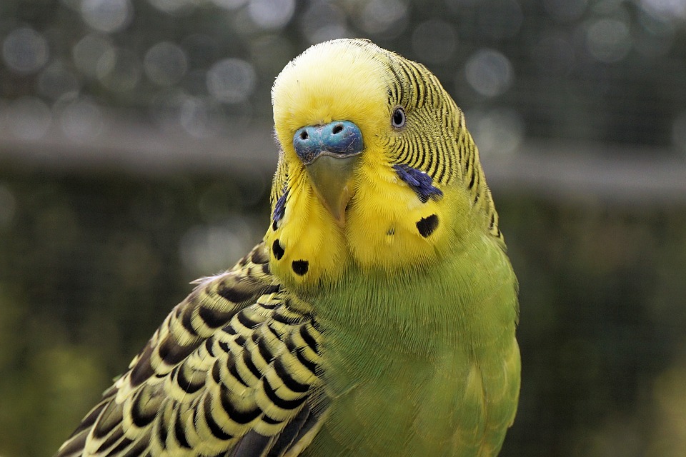 https://pixabay.com/de/users/webandi-1460261/