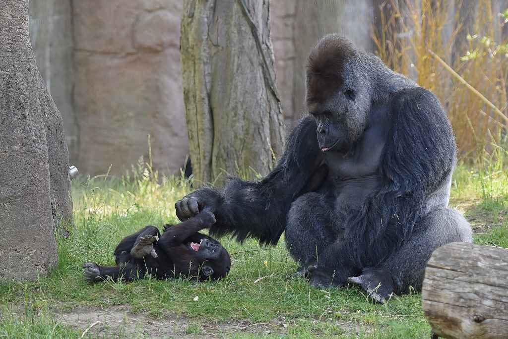     Vera Gorissen/Zoo Krefeld