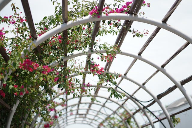 Foto von Junaid A Yaraa: https://www.pexels.com/de-de/foto/rot-blumen-garten-pflanzen-17124308/