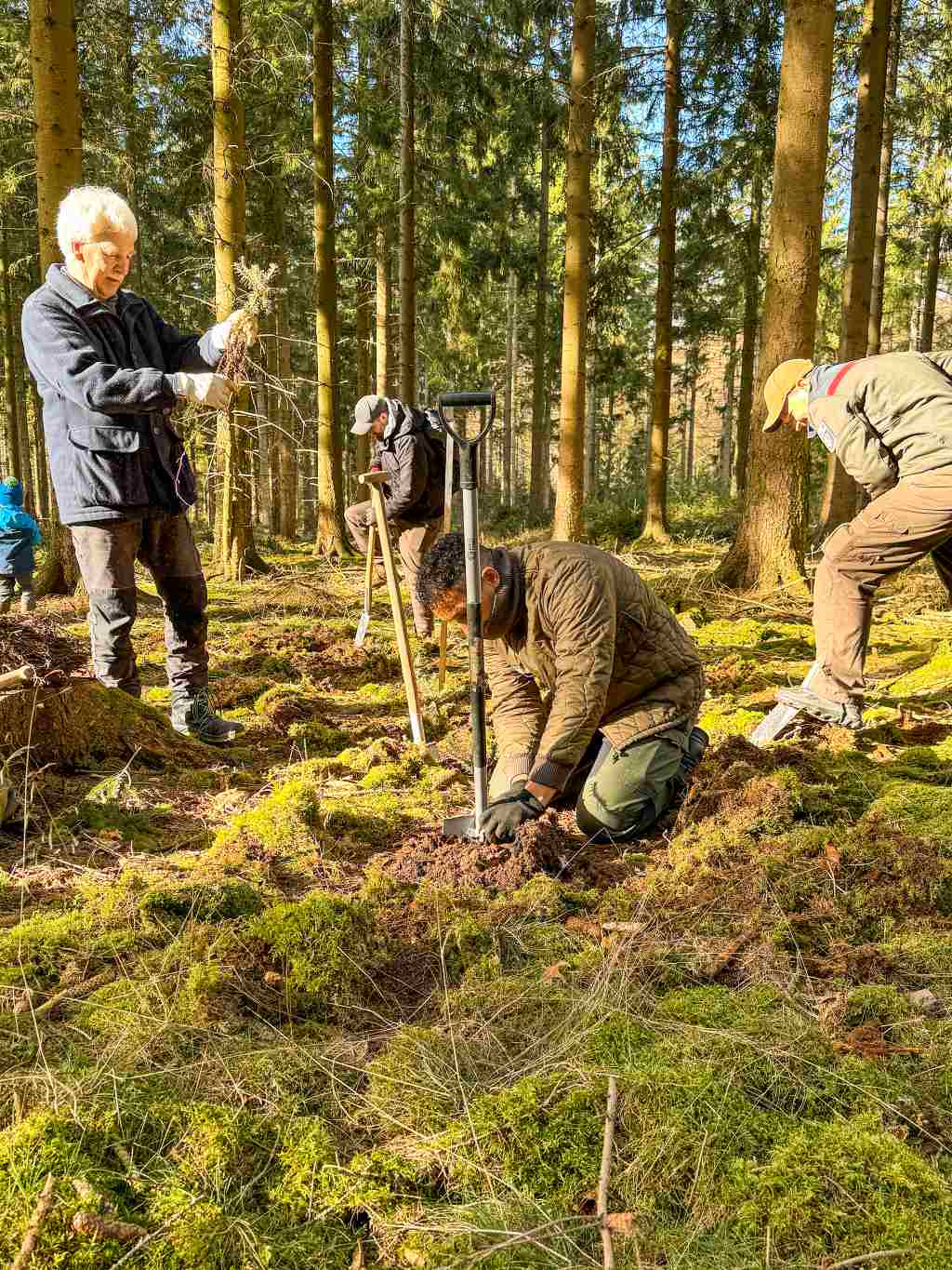 Für den Klimaschutz: Der Kreis Düren hatte wieder zu einer Pflanzaktion in den Hürtgenwald eingeladen – zusammen mit dem Regionalforstamt Rureifel-Jülicher Börde. Foto: Kreis Düren 